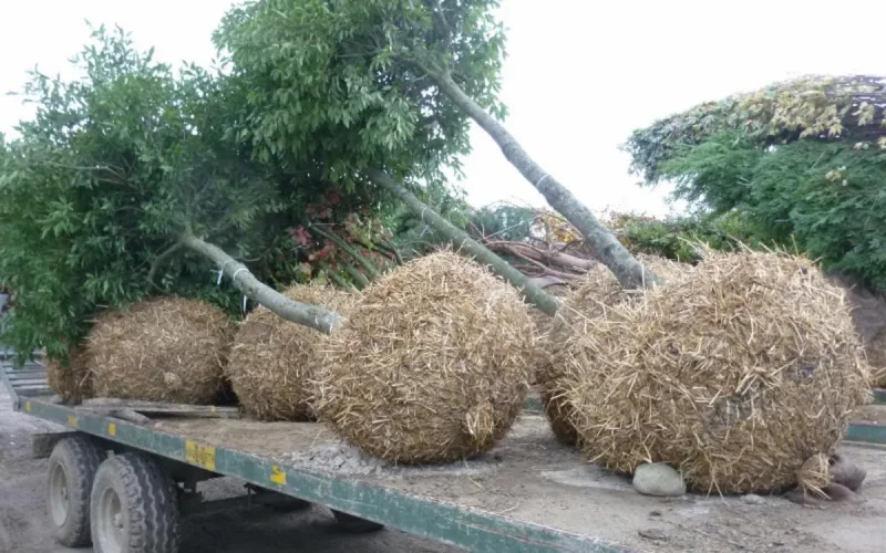Vidéo : le Roi est passé, enlevons les arbres
