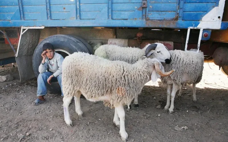Un homme tue son frère pour un mouton à Jerrada