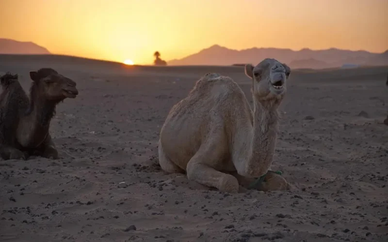 Retour des fortes chaleurs cette semaine au Maroc