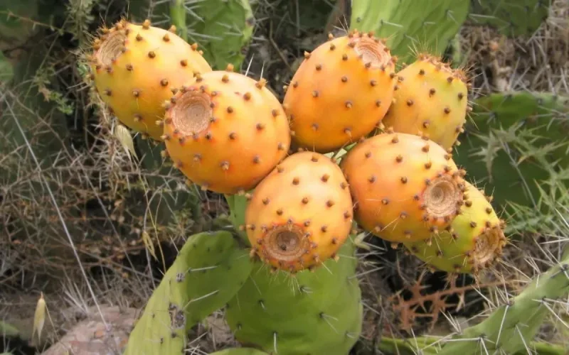 Quel est le parasite qui touche les figues de barbarie au Maroc ? (Vidéo)