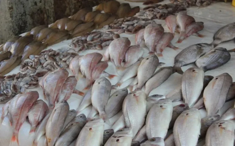 Le poisson marocain très prisé par les Espagnols