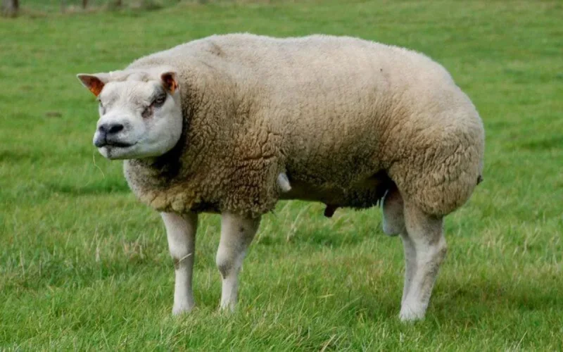 Maroc : quand des moutons de l'Aïd sont engraissés aux « déchets »