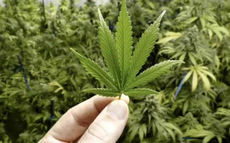 La légalisation du cannabis : d'énormes bénéfices pour l'Afrique