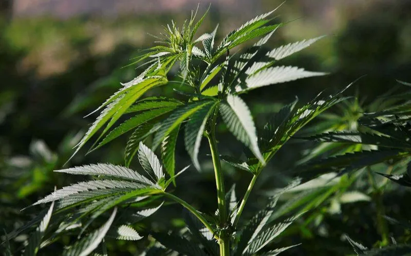 Maroc : le cannabis pourrait rapporter 100 milliards de dirhams s'il est légalisé