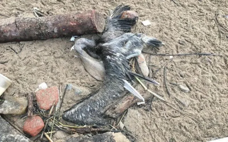 Mort inexpliquée d'oiseaux migrateurs sur les côtes de Safi