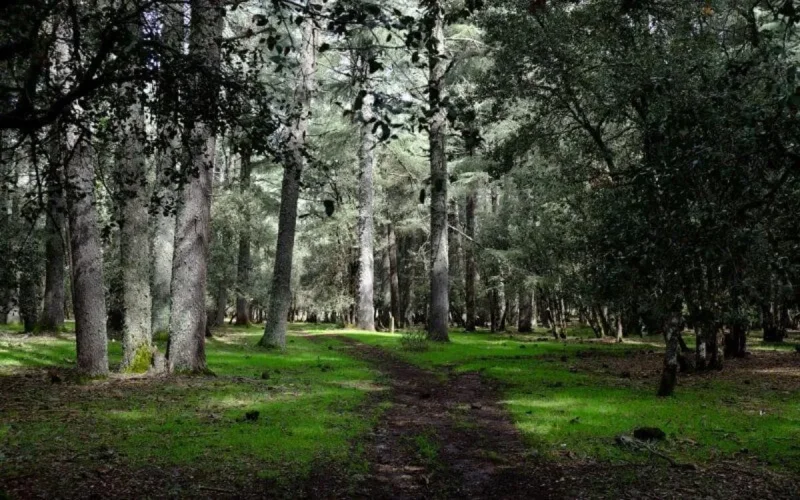  Maroc : plantation de plusieurs milliers de hectares