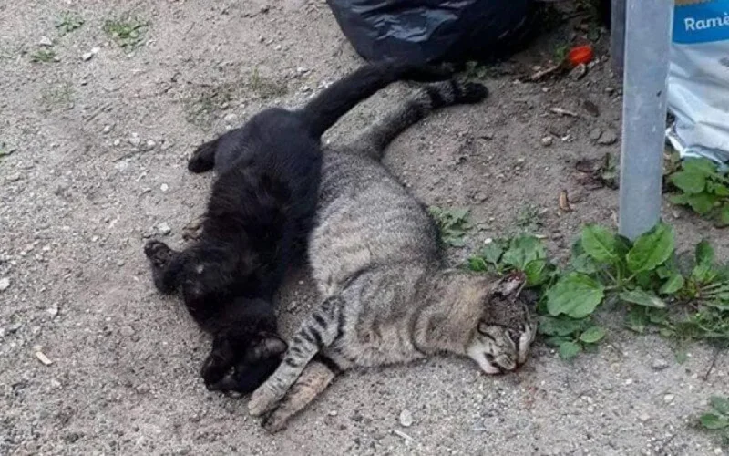 Maroc : empoisonnement d'une vingtaine de chats