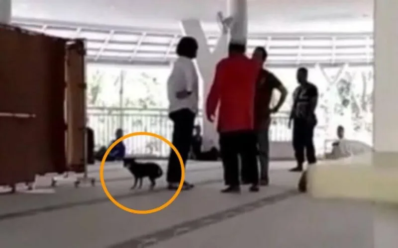 Indonésie : une femme entre dans une mosquée avec son chien et échappe à la prison