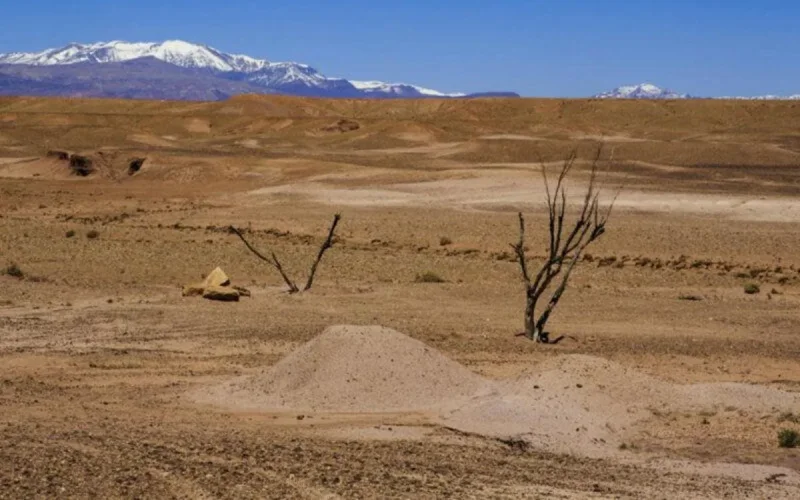 Maroc : le cri de détresse des éleveurs de Fès-Meknès face à la sécheresse