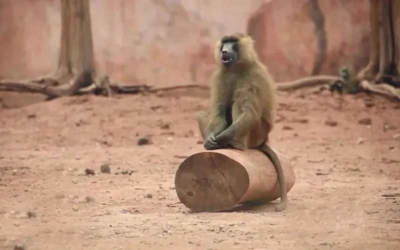 Coronavirus : les mesures concernent aussi le zoo de Rabat