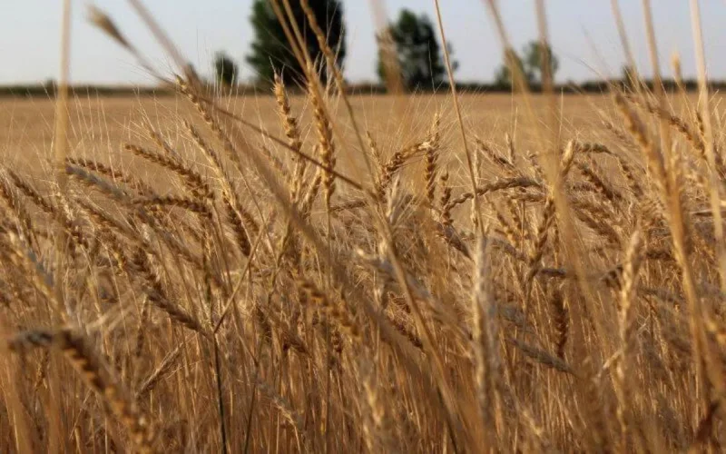 Maroc : les importations de blé vont fortement grimper cette année