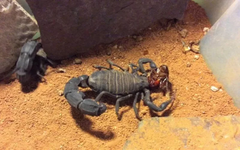Maroc : avec l'été, attention aux piqûres de scorpion et morsures de serpents