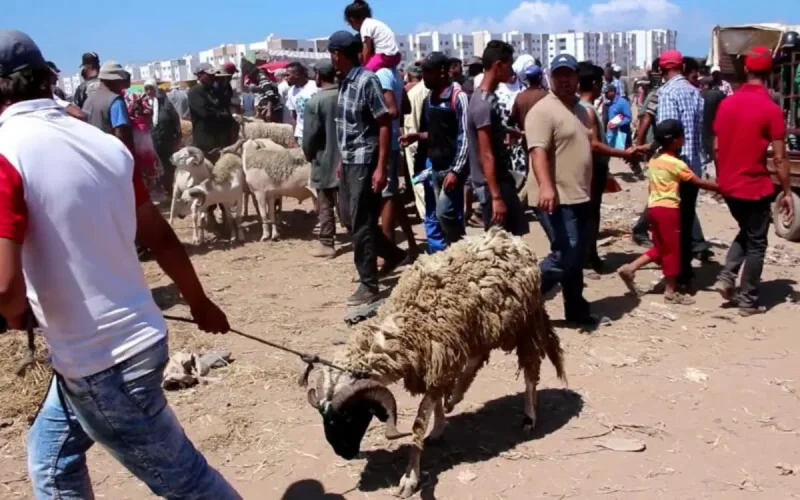 Aïd Al-Adha : l'appel urgent aux Marocains