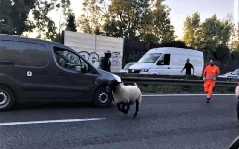 Seine-Saint-Denis : un mouton échappe au sacrifice de l'Aïd Al-Adha
