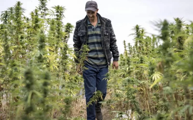 Maroc : quelles alternatives à la culture du cannabis ?