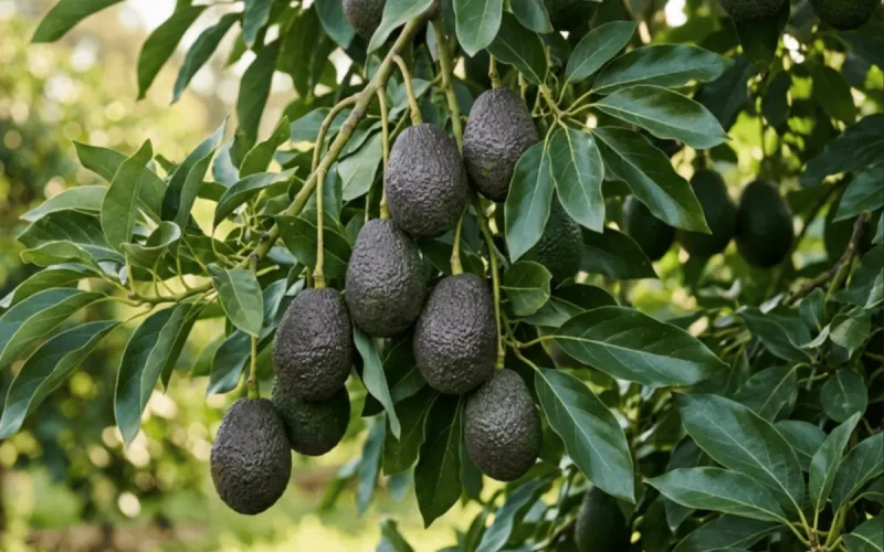 Plus gros et plus nombreux : les avocats marocains partent à l'assaut de l'Europe