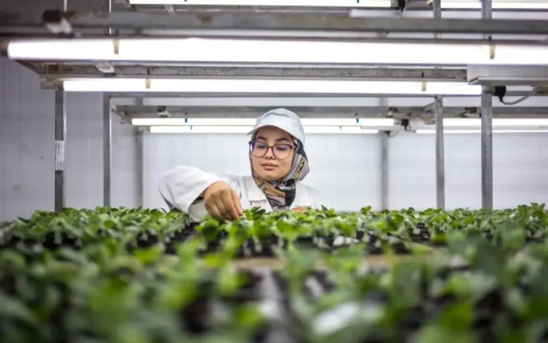 Azura dévoile l'envers de son empire agricole au Maroc : 24 fermes et 500 hectares de tomates
