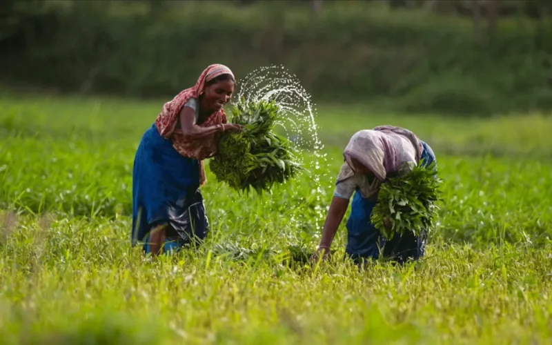 280 000 tonnes en trois semaines : le Bangladesh se rue sur les engrais marocains