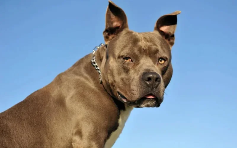 Ryad, 4 ans, survit à l'attaque brutale d'un pitbull à Bruxelles