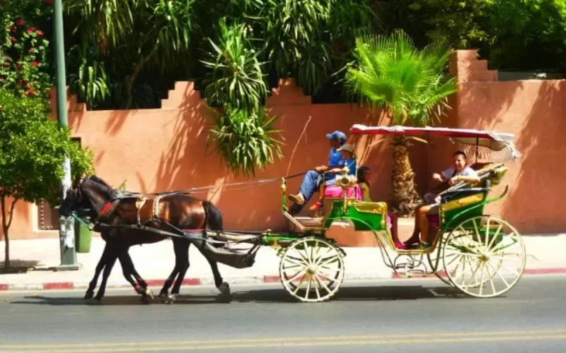 Marrakech sans calèche n'est pas Marrakech