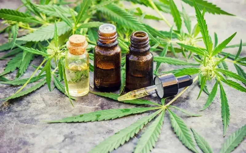 La légalisation du cannabis : une « bouffée d'air frais » pour le Maroc