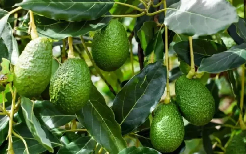 L'avocat : l'or vert qui assoiffe le Maroc