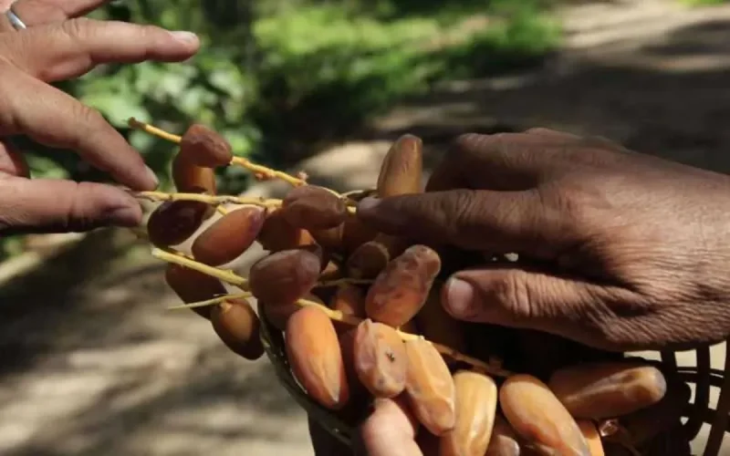 Au Maroc, un nouvel appel au boycott des dattes algériennes 