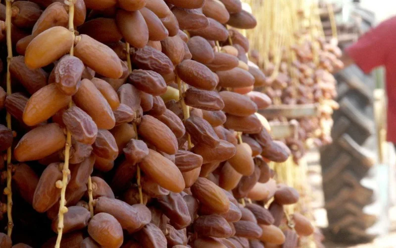 Maroc : Des dattes algériennes vendues comme tunisiennes