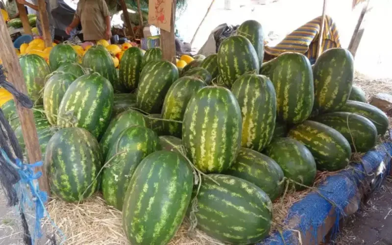 Pastèque : en Espagne, on dénonce l'invasion marocaine