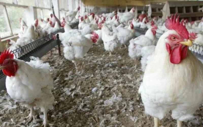Maroc : les raisons de la flambée du prix des volailles