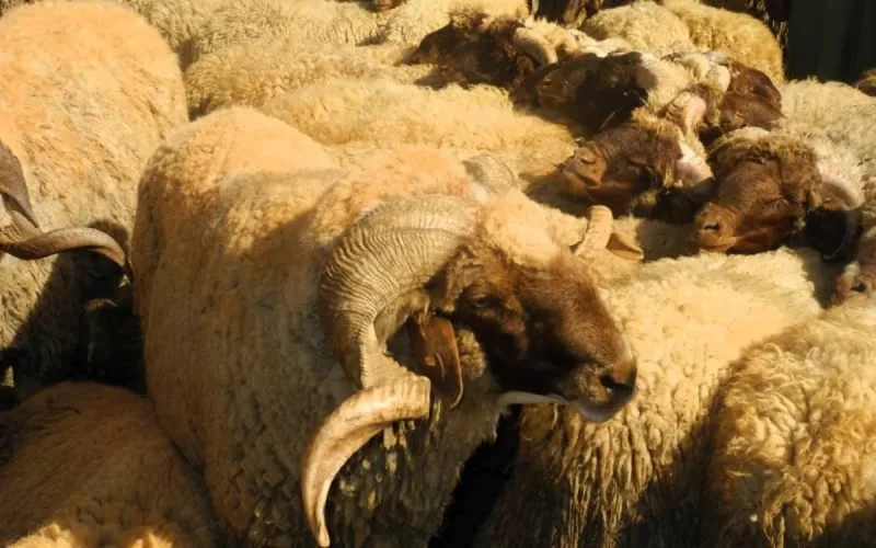 Mulhouse : deux musulmans arrêtés pour abattage sauvage de mouton