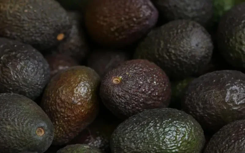 Exportations d'avocats : le Maroc va établir un nouveau record