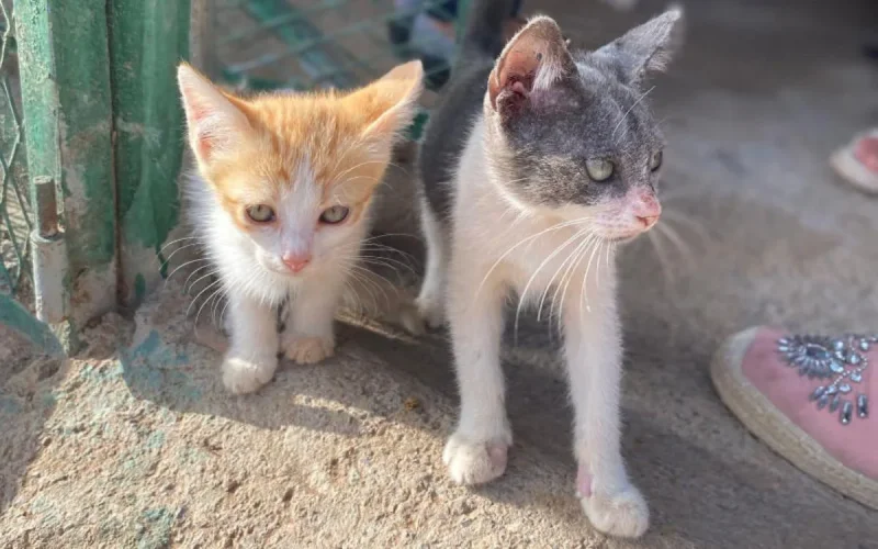Khadija, la femme qui change la vie des chats errants au Maroc (vidéo)