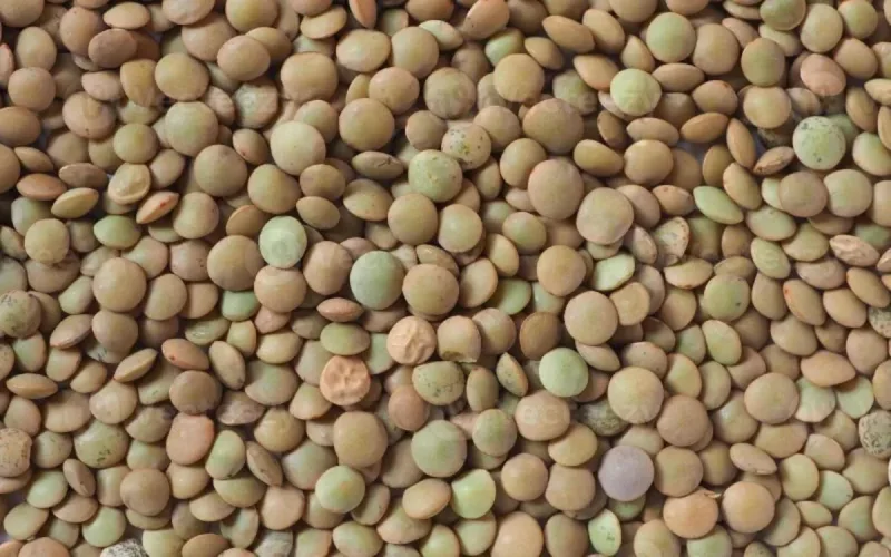 Le prix des lentilles s'envole au Maroc