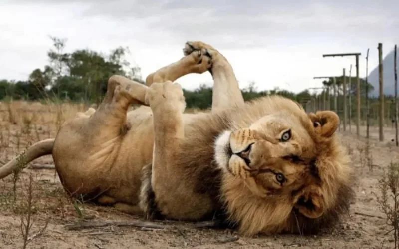 Agadir aura son « Lion Park »