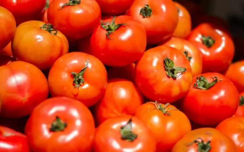 L'Espagne en guerre contre la tomate marocaine
