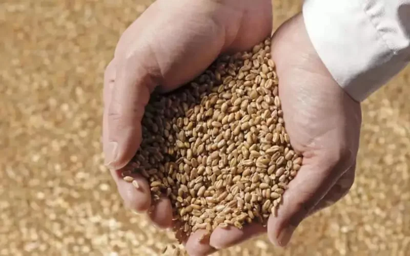 Le Maroc va importer 2,5 millions de tonnes de blé 