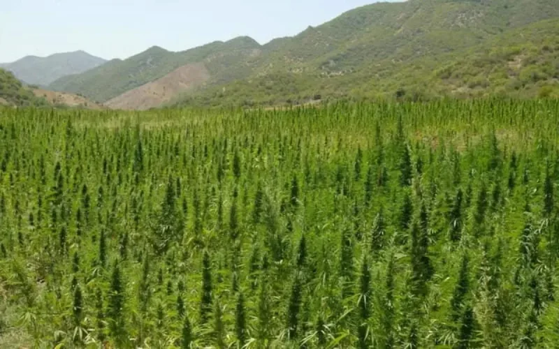 Légalisation du cannabis : un ancien ministre PJDiste accuse Benkirane