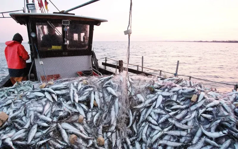 Les sardines s'éloignent, le carburant flambe : le double piège des pêcheurs marocains