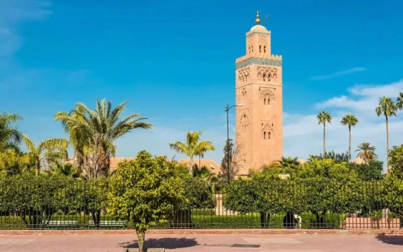 Au Maroc, une croisade contre les palmiers