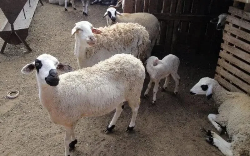 Aid Al Adha au Maroc : qu'en est-il des prix des moutons ?