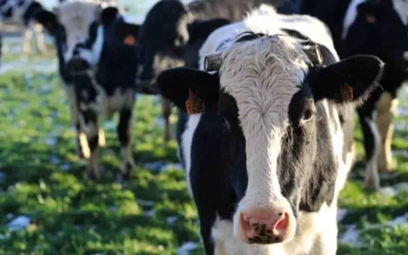 Maroc : suspension des droits à l'importation des bovins domestiques