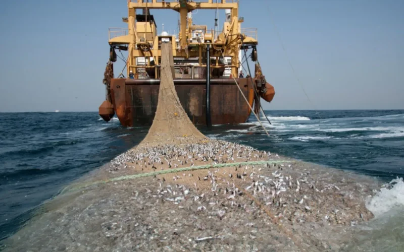 Un virus détecté chez des sardines en Afrique du Sud inquiète jusqu'au Maroc