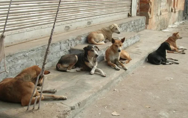 Tanger : attaqué par un chien errant, un ancien ministre poursuit les autorités en justice 