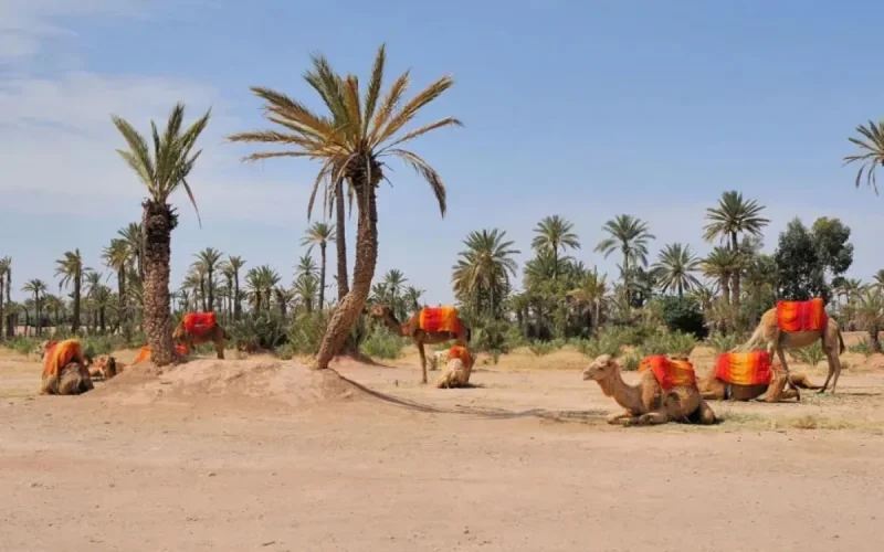 Marrakech : la palmeraie se meurt
