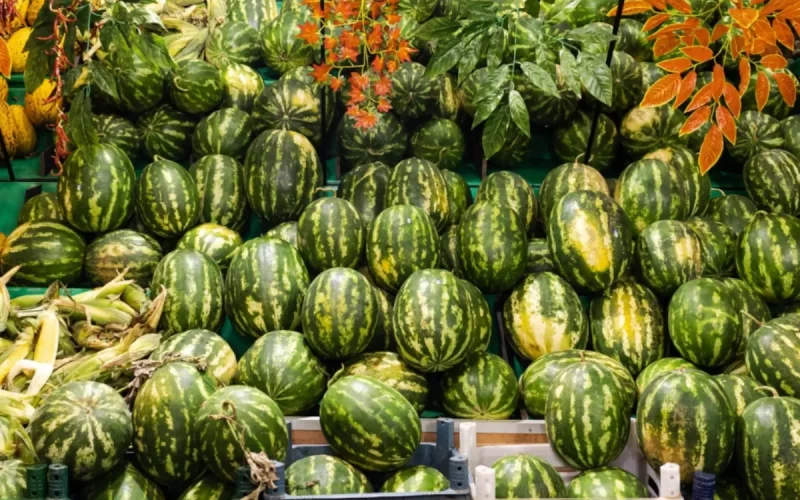 La pastèque marocaine accusée d'avoir fait tomber les prix à 24 centimes en Espagne