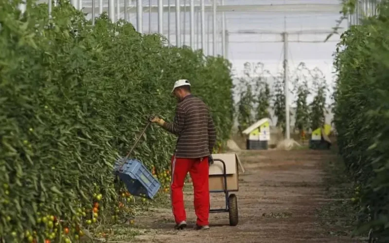 La concurrence marocaine aurait fait perdre 3 000 emplois à Alméria en 2021