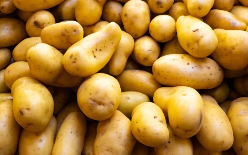  Les pommes de terre égyptiennes inondent le Maroc