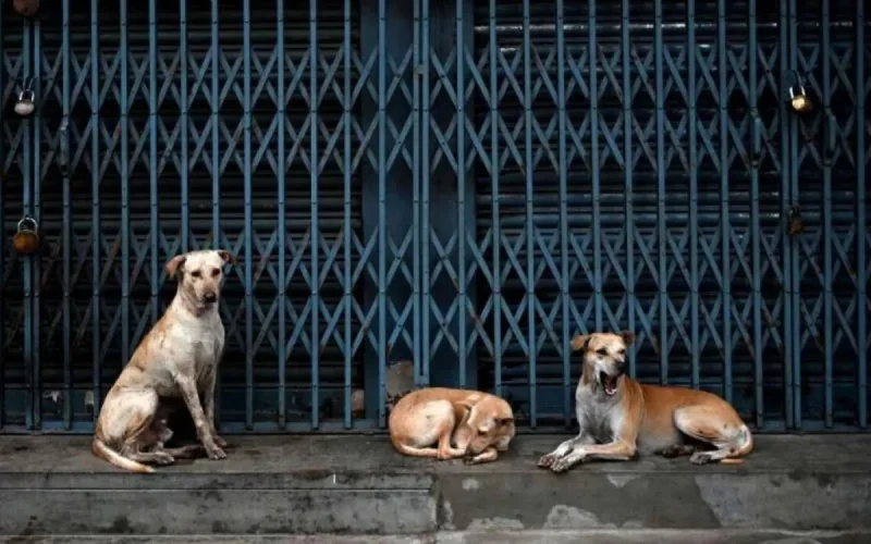 Casablanca : du nouveau dans l'affaire de la femme attaquée par des chiens errants