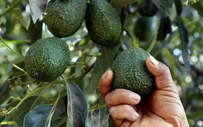 Avocat marocain : Récolte exceptionnelle mais à quel prix ?